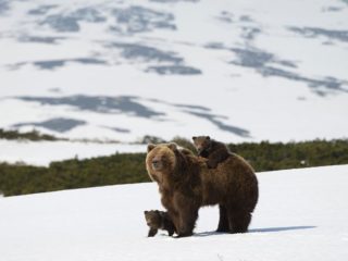 film Kamchatka bears a Chamois